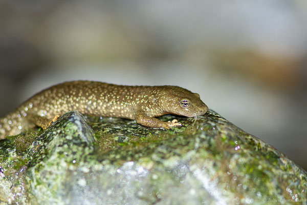 Calotriton des Pyrénées — Calotriton asper (Al. Dugès, 1852)