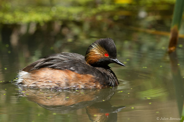 Grèbe à cou noir — Podiceps nigricollis Brehm, CL, 1831, (adulte en plumage nuptial) (parc animalier des Pyrénées, France, le 15/07/2018)