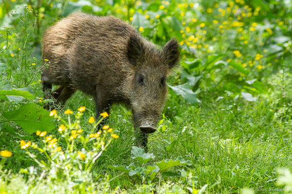 Sanglier — Sus scrofa Linnaeus, 1758, (La Ferme aux Cerfs, Le Houga (32), France, le 10/05/2023)