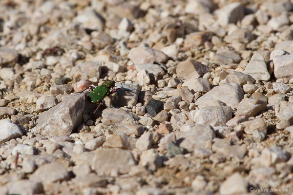 Cicindèle champêtre (Cicindela campestris) (Aulon (31), France, le 22/03/2019)