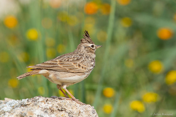 Cochevis huppé — Galerida cristata (Linnaeus, 1758), (Site archéologique de Volubilis, Fertassa (Fès-Meknès), Maroc, le 22/02/2023)
