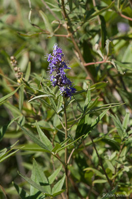 Gattilier ou Poivre sauvage — Vitex agnus-castus L., 1753, (Sentier des douanier, Rogliano (2B), France, le 09/09/2019)