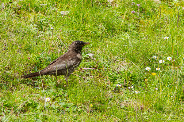 Merle à plastron — Turdus torquatus Linnaeus, 1758, (Station de ski de La Pierre Saint-Martin, Arette (64), France, le 06/07/2023)