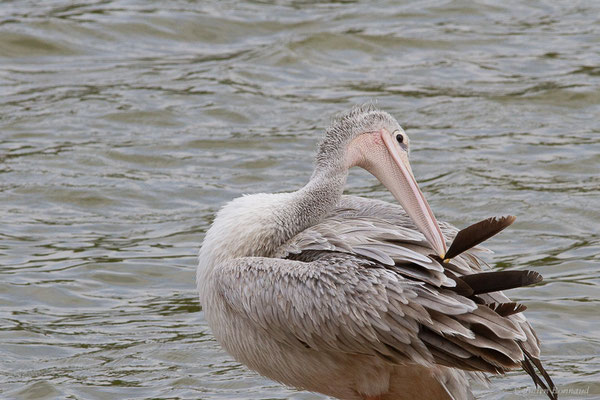 Pélican gris — Pelecanus rufescens Gmelin, 1789, (Réserve Africaine de Sigean (11), France, le 26/09/2024)
