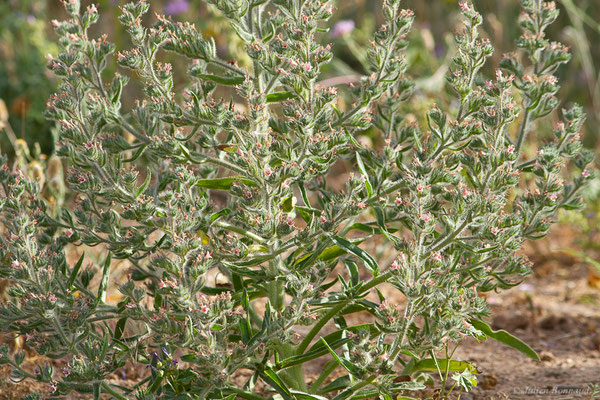 Vipérine des Pyrénées — Echium asperrimum Lam., 1792, (Bardenas Real, Arguedas (Aragon), Espagne, le 08/06/2022)