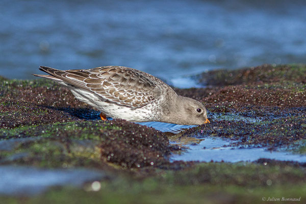 Bécasseau violet — Calidris maritima (Brünnich, 1764), (Tarnos (64), France, le 12/11/2022)