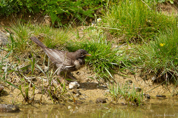 Merle à plastron — Turdus torquatus Linnaeus, 1758, (Station de ski de La Pierre Saint-Martin, Arette (64), France, le 06/07/2023)