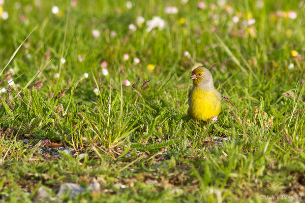 Venturon montagnard — Carduelis citrinella (Pallas, 1764), (La Pierre Saint-Martin (64), France, le 18/05/2020)