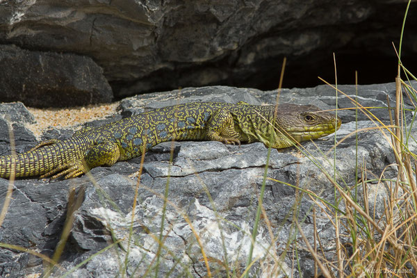 Lézard ocellé — Timon lepidus (Daudin, 1802), (mâle adulte) (Tarnos (64), France, le 13/03/2020)