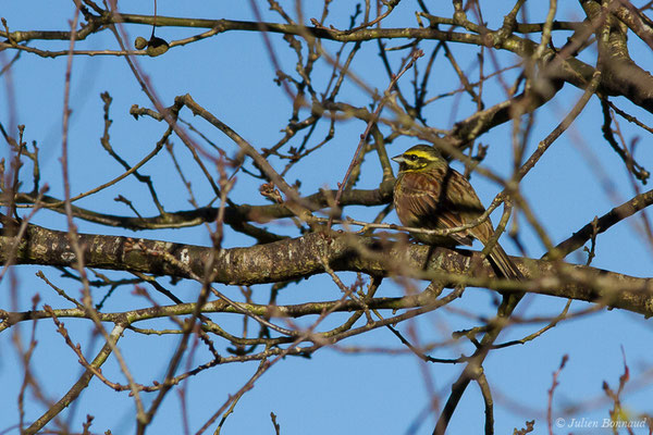 Bruant zizi — Emberiza cirlus Linnaeus, 1766, (Duhort-Bachen (40), France, le 01/02/2019)