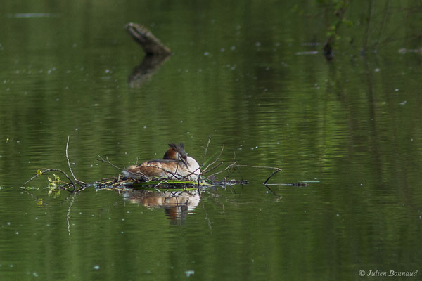 Grèbe huppé — Podiceps cristatus (Linnaeus, 1758), (Saligue d'Artix (64), France, le 20/04/2019) 