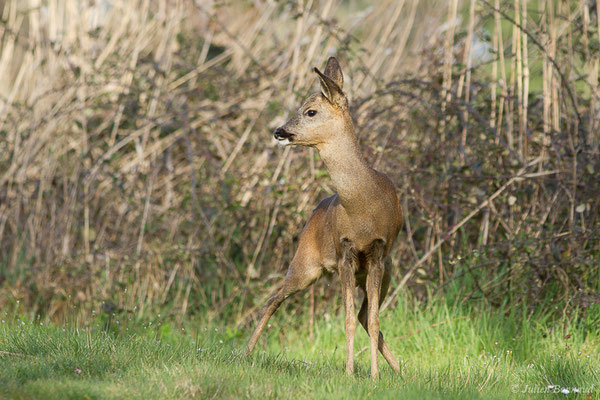 Chevreuil européen – Capreolus capreolus (Linnaeus, 1758), (Braud-et-Saint-Louis (33), le 06/03/2018)