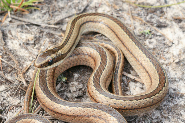 Lygophide rayé — Lygophis lineatus (Linnaeus, 1758), (Centre Spatial Guyanais, Kourou, Guyane, le 10/05/2014) 