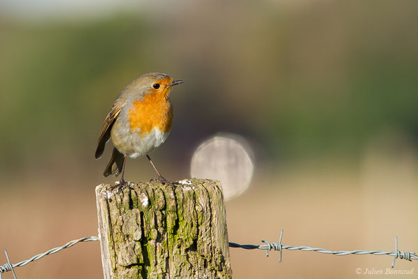 Rougegorge familier — Erithacus rubecula (Linnaeus, 1758), (Lacq (64), France, le 08/01/2020)