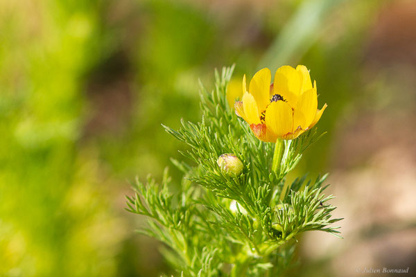 Adonis à petits fruits — Adonis microcarpa DC., 1817