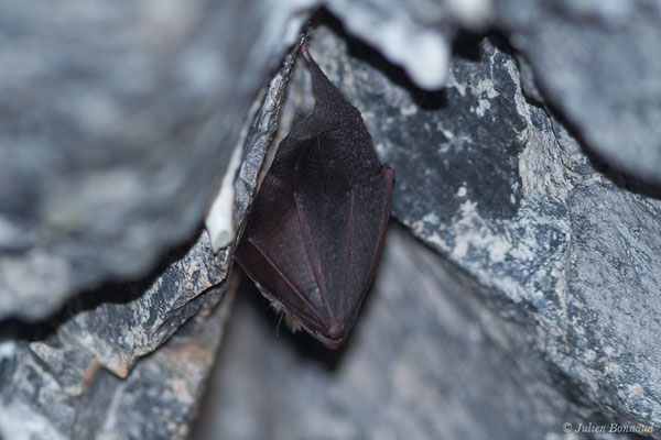 Petit rhinolophe – Rhinolophus hipposideros (Borkhausen, 1797), (Fort du Portalet, Etsaut (64), France, le 16/04/2021)