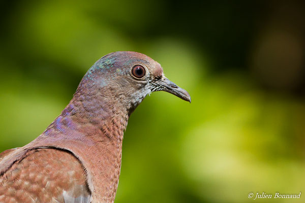 Pigeon rousset — Patagioenas cayennensis (Bonnaterre, 1792), (juvénile), (Remire-Montjoly, Guyane, le 25/10/2016)