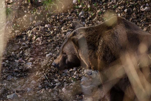 Ours brun – Ursus arctos Linnaeus, 1758, (adulte) (Parc'Ours, Borce (64), France, le 30/12/2019)