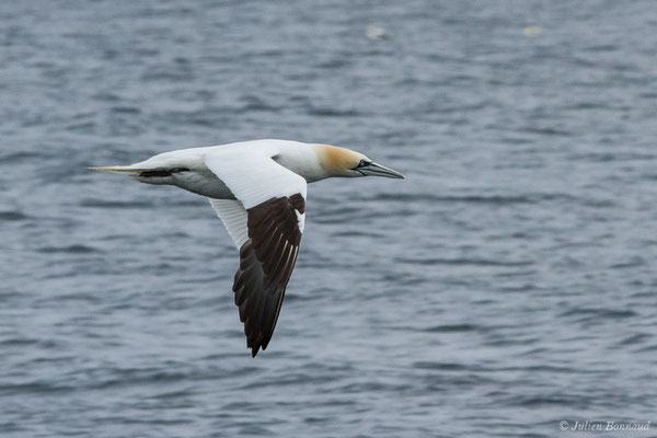 Fou de Bassan – Morus bassanus (Linnaeus, 1758), (Réserve naturelle nationale des Sept-Îles, Perros-Guirec (22), France, le 05/07/2021)