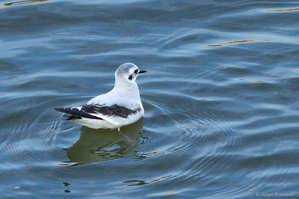 Mouette pygmée — Hydrocoloeus minutus (Pallas, 1776), (Capbreton (40), France, le 02/12/2022)