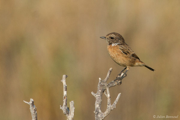 Tarier pâtre — Saxicola rubicola (Linnaeus, 1766), (Ajaccio (2A), France, le 01/09/2019)