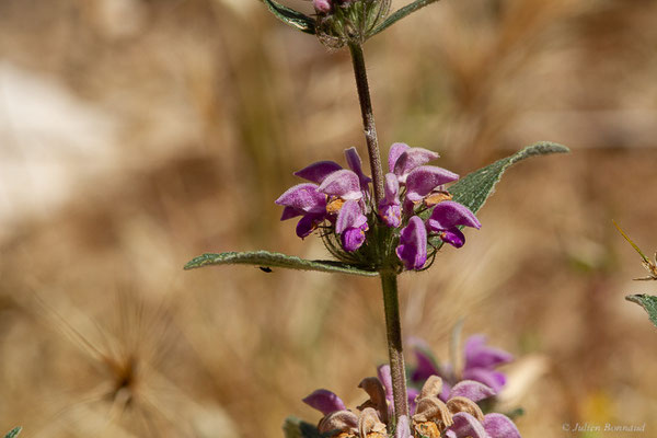 Phlomide herbe-au-vent – Phlomis herba-venti L., 1753, (Castille-et-León, Espagne, le 04/07/2022)