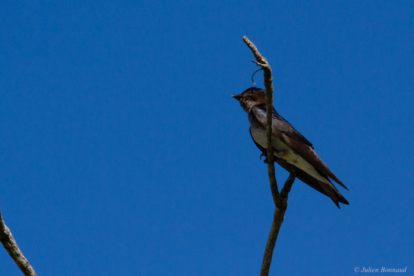 Hirondelle chalybée — Progne chalybea (Gmelin, 1789)