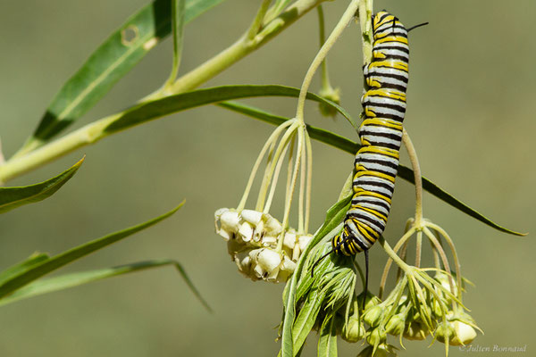 Monarque ou Monarque américain — Danaus plexippus (Linnaeus, 1758), (Tétouan (Tanger-Tétouan-Al Hoceïma), Maroc, le 27/09/2023)