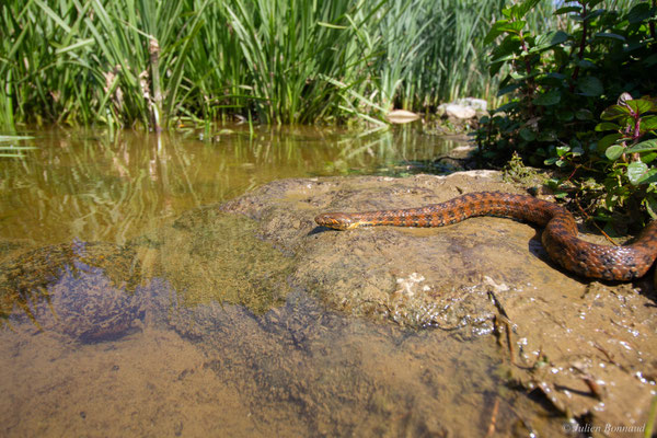 Couleuvre vipérine — Natrix maura (Linnaeus, 1758)