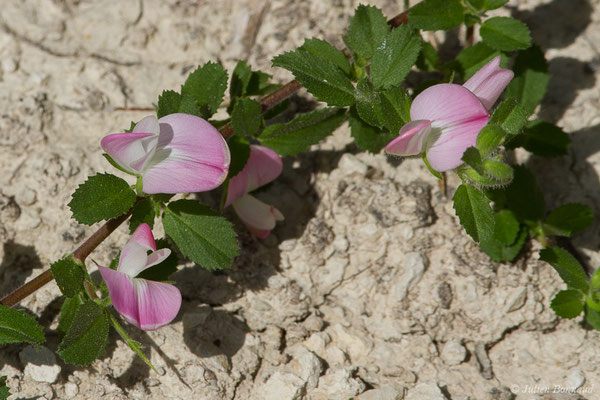 Bugrane épineuse, Arrête-boeuf — Ononis spinosa L., 1753, (Aulon (31), France, le 29/06/2019)