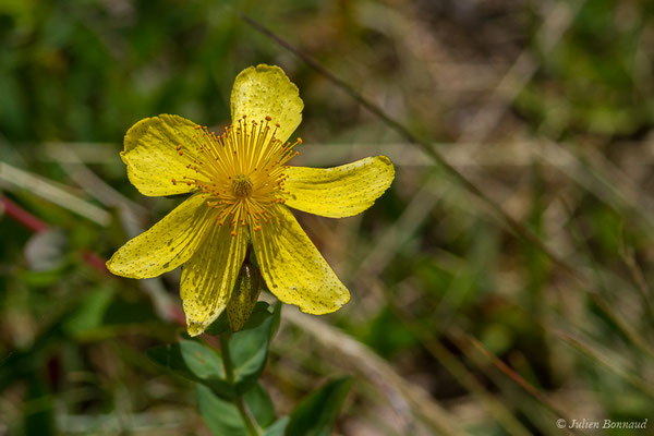 Millepertuis de Richer — Hypericum richeri subsp. richeri Vill., 1779