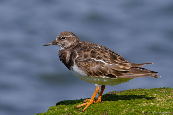 Tournepierre à collier — Arenaria interpres (Linnaeus, 1758)