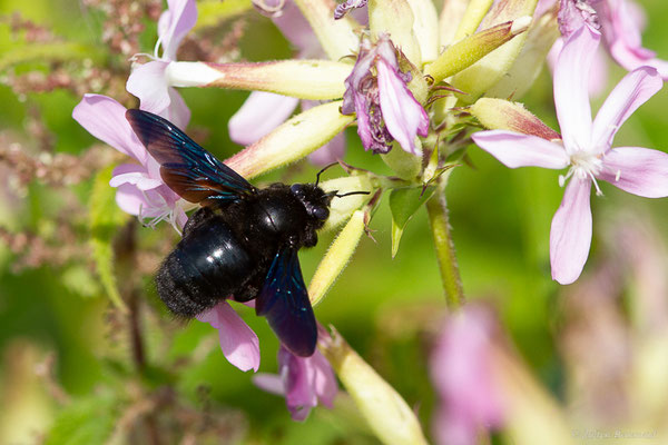 Xylocope violet – Xylocopa violacea (Linnaeus, 1758), (station de ski de Gourette, Eaux-Bonnes (64), France, le 10/08/2022)