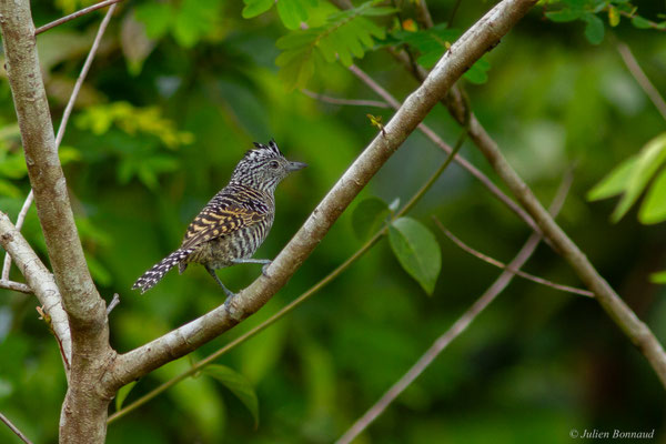 Batara rayé — Thamnophilus doliatus (Linnaeus, 1764), (mâle juvénile), (Saint-Laurent-du-Maroni, Guyane, le 22/12/2016)