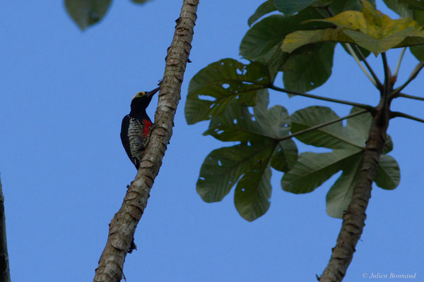 Pic à chevron d'or — Melanerpes cruentatus (Boddaert, 1783), (mine d'or Espérance, Apatou, Guyane, le 15/05/2017)