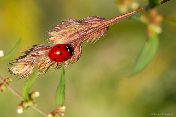 Coccinelle à 7 points – Coccinella septempunctata Linnaeus, 1758, (Mourenx (64), France, le 01/06/2022)