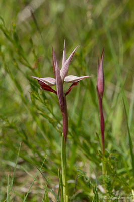 Sérapias à labelle allongé — Serapias vomeracea (Burm.f.) Briq., 1910