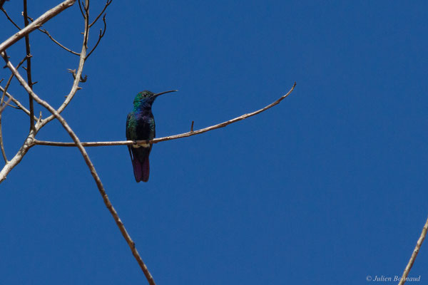 Mango à cravate noire — Anthracothorax nigricollis (Vieillot, 1817)