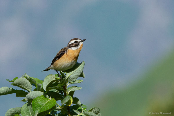 Tarier des prés — Saxicola rubetra (Linnaeus, 1758), (station de ski de Gourette, Eaux-Bonnes (64), France, le 27/05/2022)