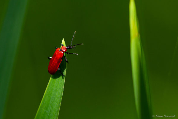 Cardinal à tête noire — Pyrochroa coccinea (Linnaeus, 1761), (Lons (64), France, le 09/05/2022)