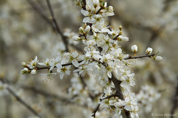 Prunellier — Prunus spinosa L., 1753, (Braud-et-Saint-Louis (33), le 06/03/2018)