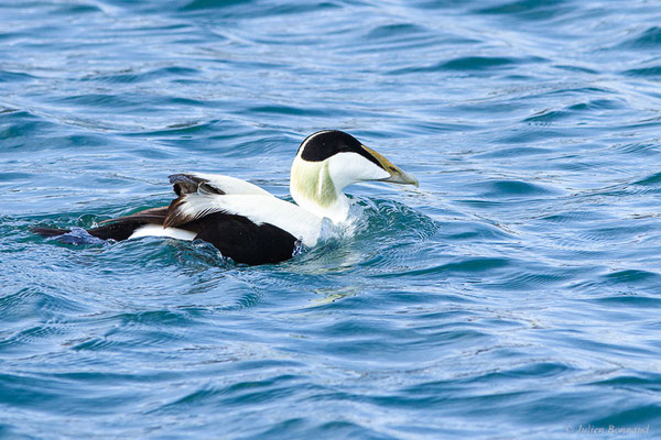 Eider à duvet — Somateria mollissima (Linnaeus, 1758), (Ciboure (64), France, le 05/04/2024)