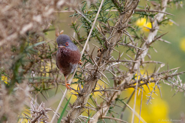 Fauvette pitchou — Curruca undata (Boddaert, 1783), (Saint-Martin-d'Oney (40), France, le 17/04/2025)