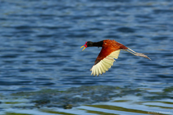 Jacana noir — Jacana jacana (Linnaeus, 1766)