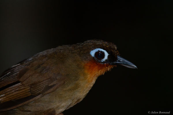 Fourmilier à gorge rousse — Gymnopithys rufigula (Boddaert, 1783), (Concession « Nouvelle Espérance », Apatou, Guyane, le 20/10/2016)
