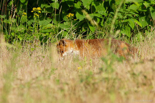Renard roux — Vulpes vulpes (Linnaeus, 1758), (Mourenx (64), France, le 01/06/2022)