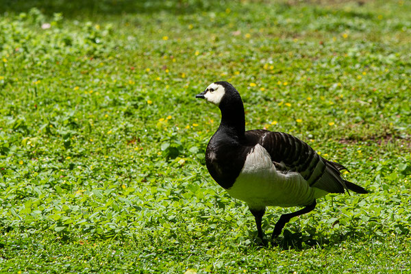 Bernache nonnette — Branta leucopsis (Bechstein, 1803), (Parc animalier de Nahuques, Mont-de-Marsan (40), France, le 11/05/2023)