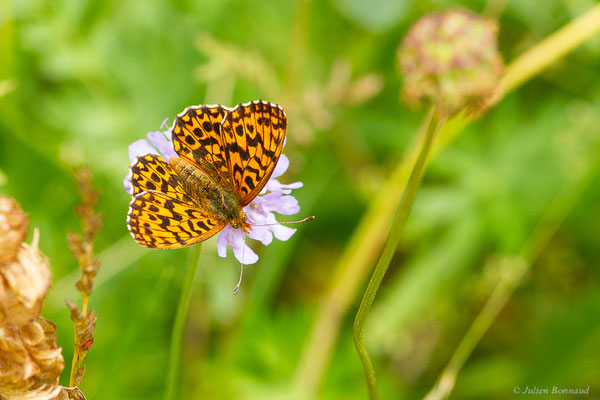 Petite Violette — Boloria dia (Linnaeus, 1767), (Urdos (64), France, le 26/06/2023)