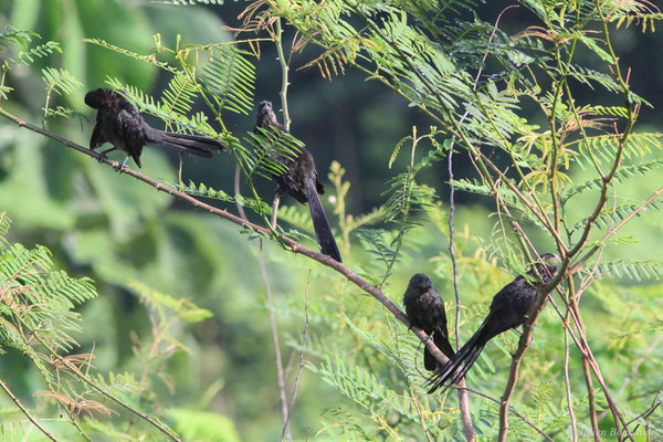 Ani à bec lisse — Crotophaga ani Linnaeus, 1758, (Citron, Guyane, le 29/02/2016)