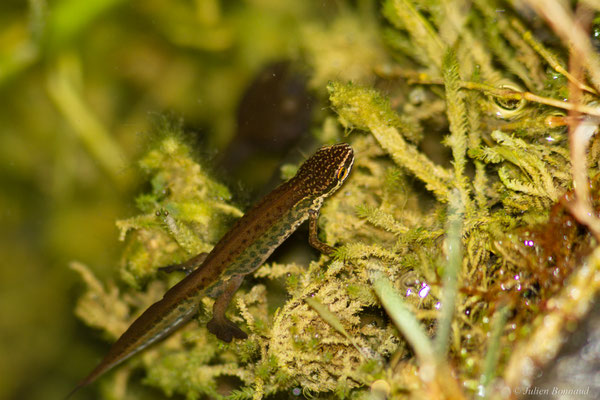 Triton palmé — Lissotriton helveticus (Razoumowsky, 1789)